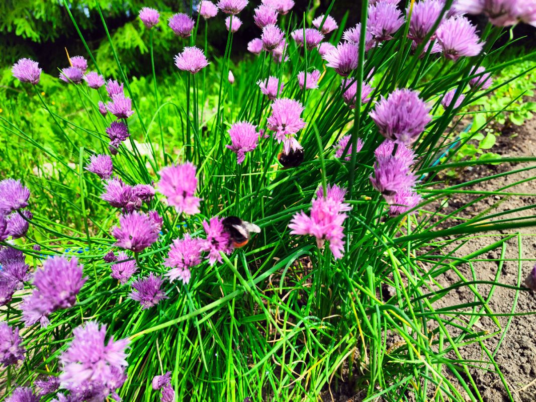 ������� ���������: ���� �� ������� � ��������� �� ������