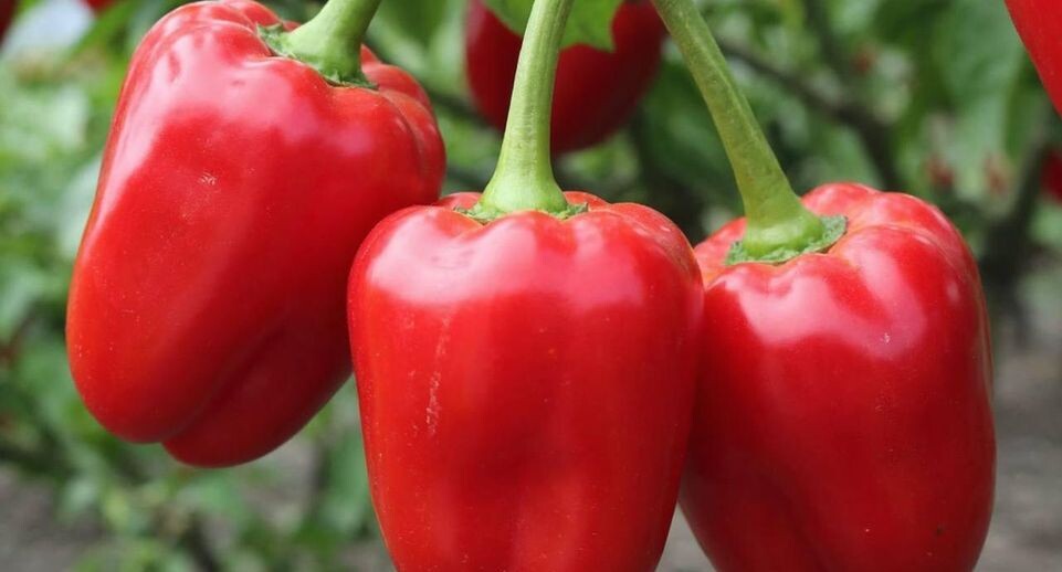 Рейтинг сортов перца: выбираем лучшие для неблагоприятного климата