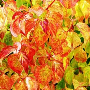 ��� ������� ���������� ���������� ��� ������ ���� � ���� ������