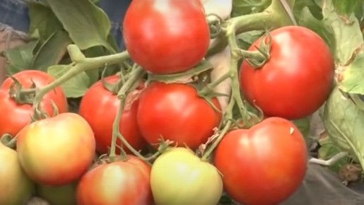 �������� �������: ������� ������ ����������� ������� ��� �������� ���������