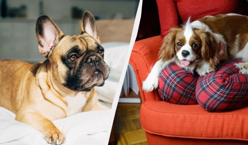 ������� �������: ����� ������ ����� ���������� ��� �������