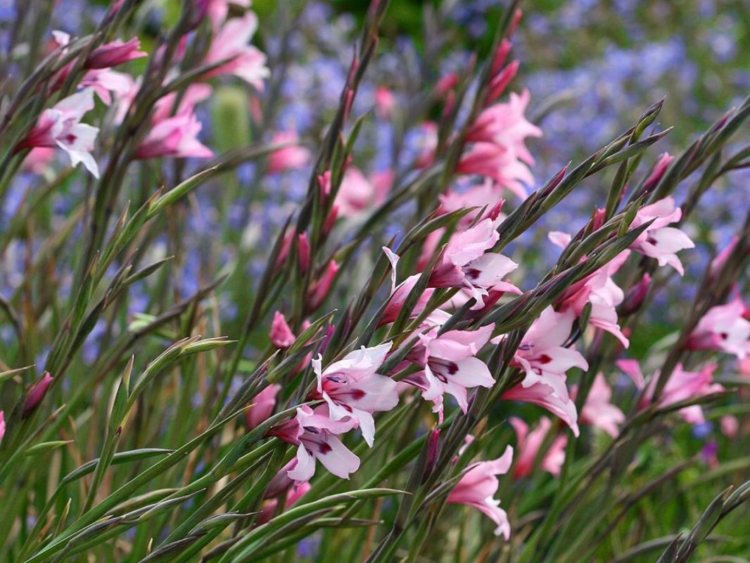 ��� �������� ���������������� ������ ��� ���������� ����������� � �������: ������ ��� ��������