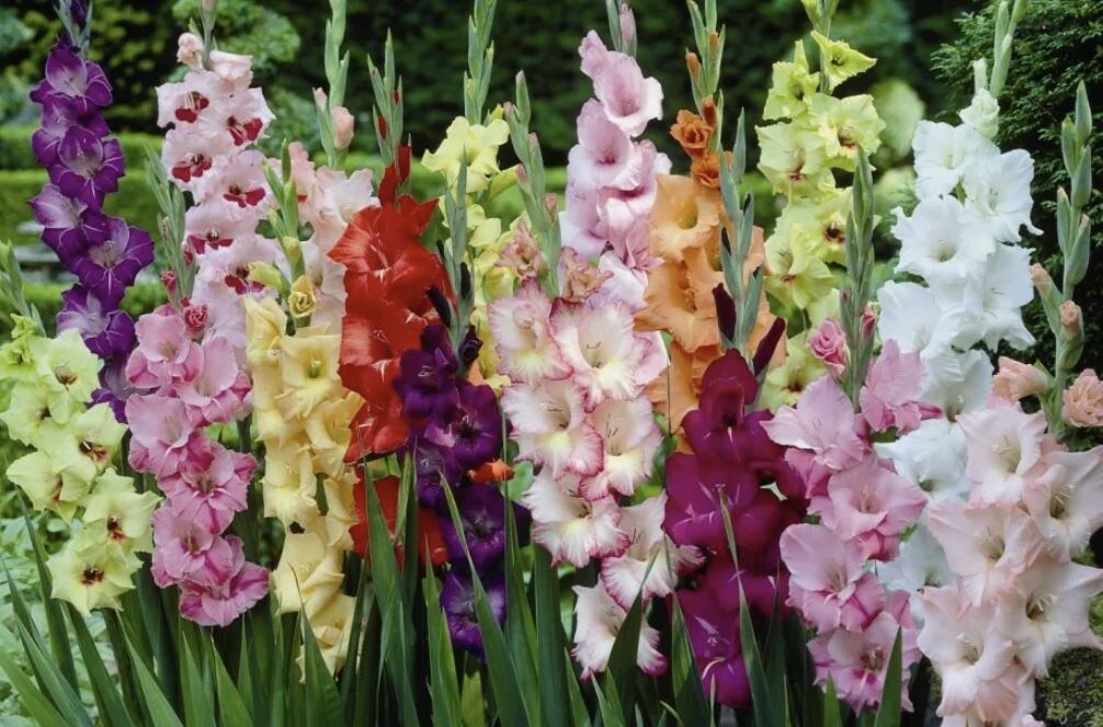 Искусство ухода за гладиолусами: секреты пышного цветения