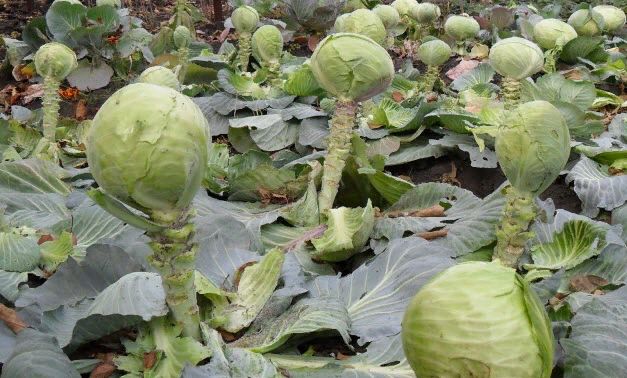 ����� ������: ��� ������ ����� ������� ��� ������� ����������?