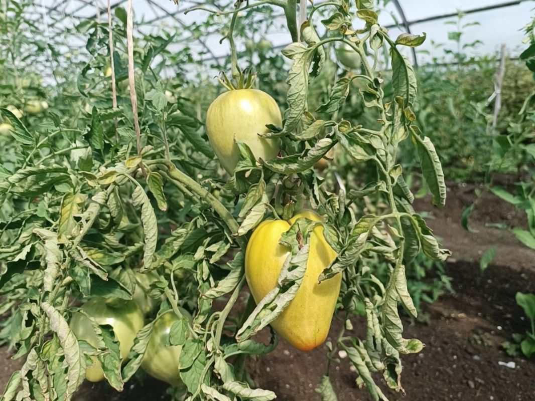 ������ ������������ ������ ������� � ��� �� ������