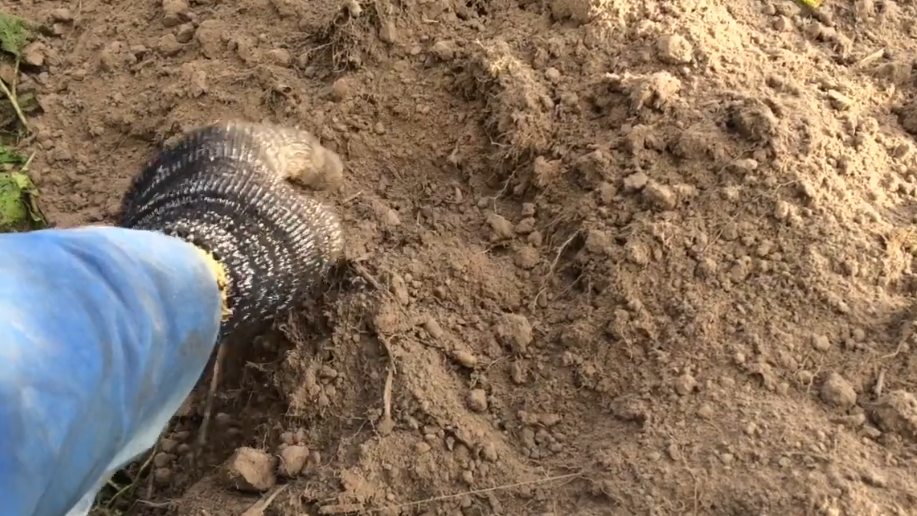 Как сидераты помогают увеличить урожай картофеля без навоза