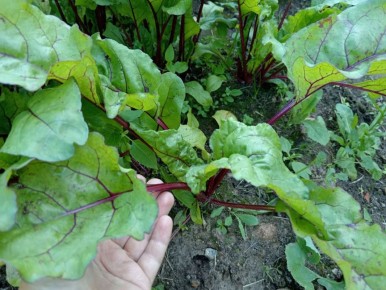 ���������� ���� �� ������� � ����: ������ ��� ���������� ������