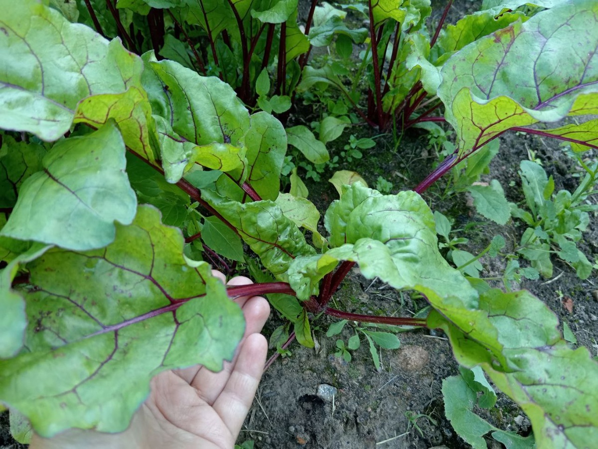 Правильный уход за свеклой в июле: советы для идеального урожая