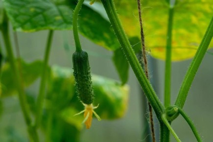 Что нужно знать о подкормке огурцов в июле для внушительного урожая