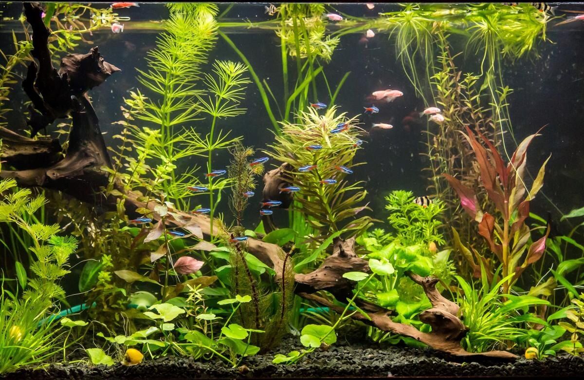 Как справиться с мутной и зеленой водой в аквариуме: советы по очистке и профилактике