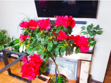 Ошибки новичков: уход за азалией, который приведет к шикарному цветению