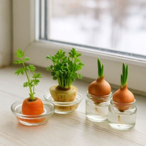 Зимнее оживление подоконника: как вырастить зелень из покупных овощей