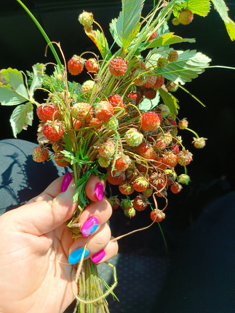 Воспоминания о лесных подарках: магия гостинца от зайца