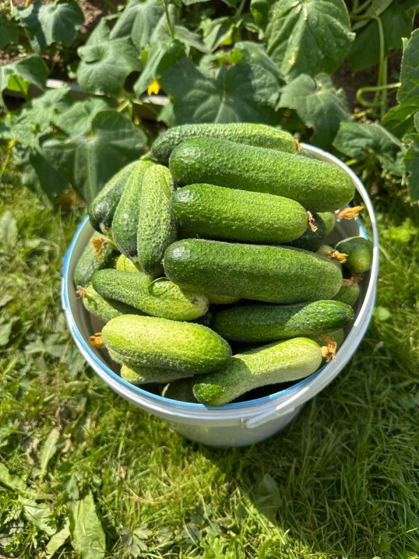 ������������ ������ � ������� ����������: ������� ���� ����� ������