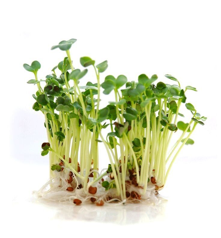 Микрозелень: полезное лакомство, которое можно вырастить дома