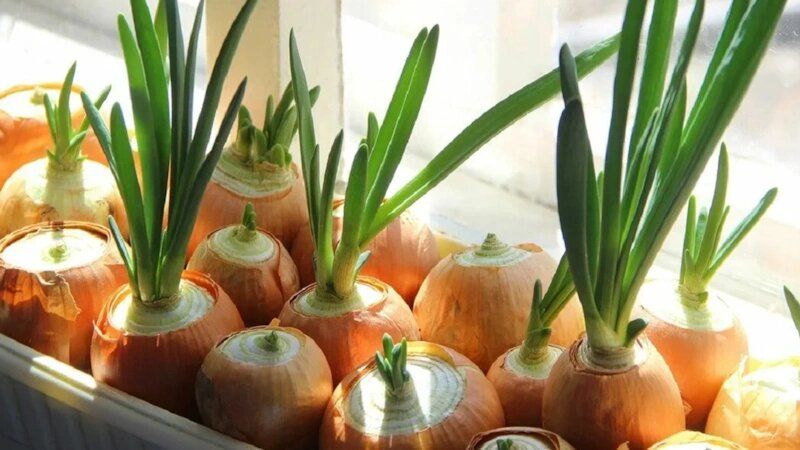 ������� ��� �� �����������: ��� ��������� ������ ������ �����