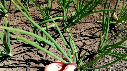 ��� �������� ��� �� ���������� � ������� ��������� �������