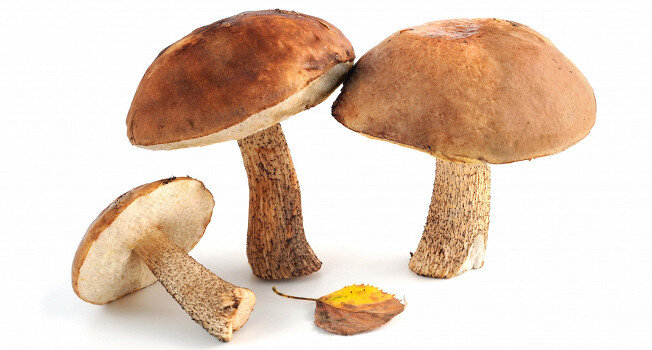 Как готовить подберезовики с легкостью