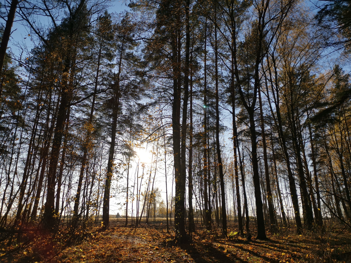 Путешествие по архивам: воспоминания о лесных пейзажах