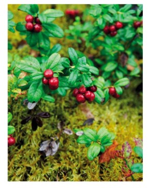 Мочёные ягоды: секреты и рецепты