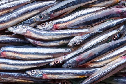 Анчоусы: сколько стоит попробовать эту кулинарную суперсилу