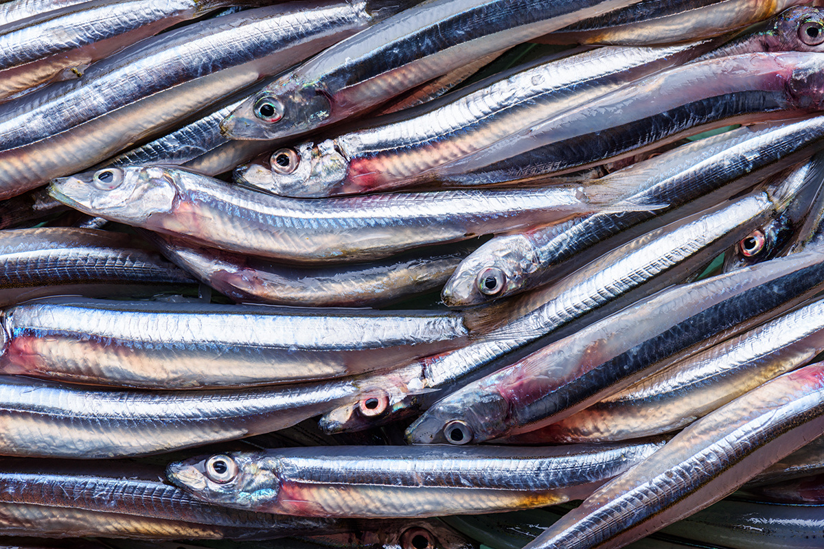 Анчоусы: сколько стоит попробовать эту кулинарную суперсилу