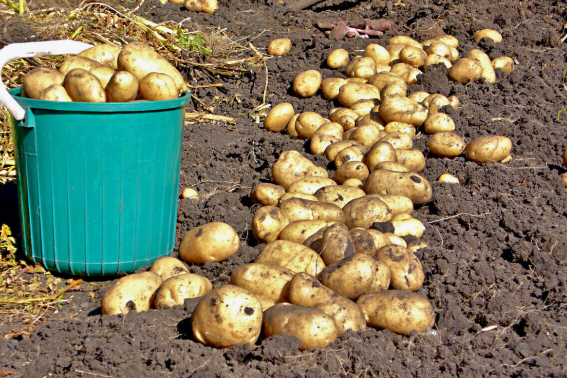 Когда собирать картофель: секреты успешного урожая