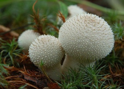 ����-���������: ����� ������������ ������ � ��� ������� �� ����������