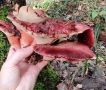 Вкусные тайны грибного царства: от трюфелей до экзотических деликатесов